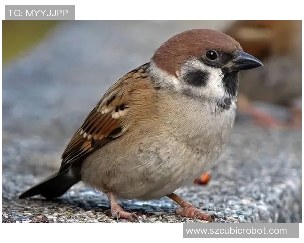 掠夺者与企鹅的生存斗争揭示自然界的残酷法则与生态平衡的重要性